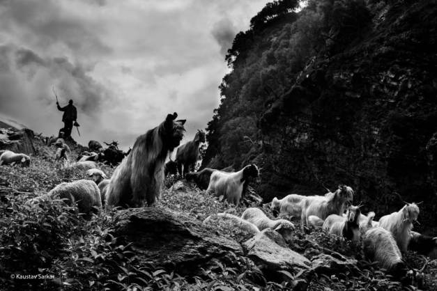 Hampta Pass Trek- Flock of Sheep and Shepherd